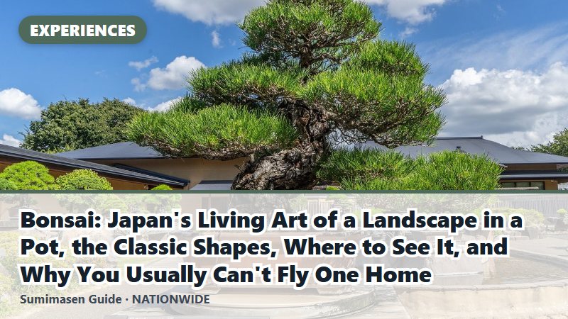 Bonsai: Japan's Living Art of a Landscape in a Pot, the Classic Shapes, Where to See It, and Why You Usually Can't Fly One Home