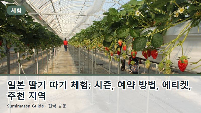 일본 딸기 따기 체험: 시즌, 예약 방법, 에티켓, 추천 지역