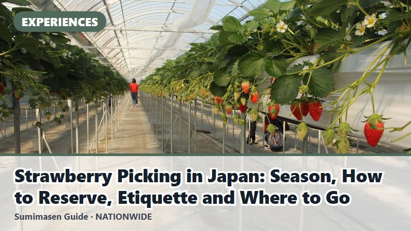 Strawberry Picking in Japan: Season, How to Reserve, Etiquette and Where to Go