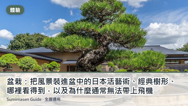 盆栽：把風景裝進盆中的日本活藝術、經典樹形、哪裡看得到，以及為什麼通常無法帶上飛機