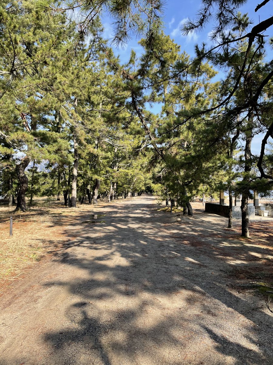 A wide sandy path running between rows of tall pine trees, with sunlight and shadows on the ground