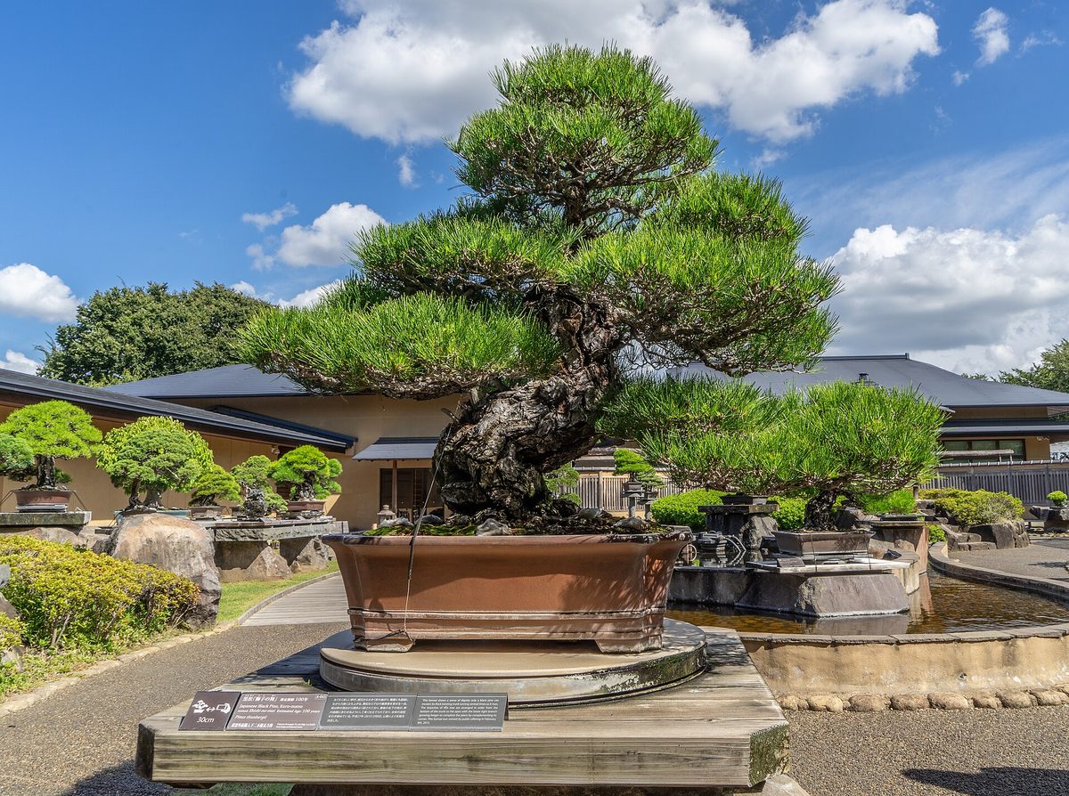 A large Japanese black pine bonsai in a wide brown pot on a stand in the outdoor garden of the Omiya Bonsai Art Museum