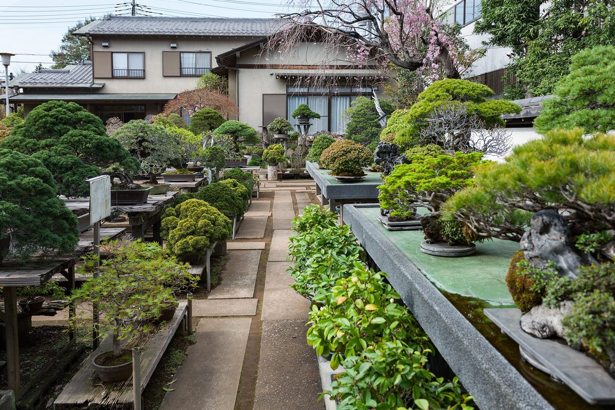 Rows of bonsai on long benches in the open-air nursery of Fuyo-en, a bonsai garden in Omiya Bonsai Village