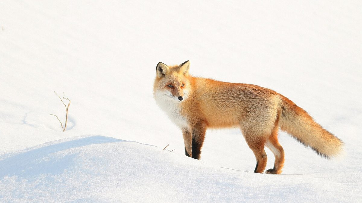 An Ezo red fox standing on snow