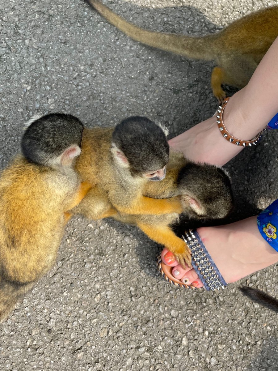 3 small squirrel monkeys with yellow-orange fur and dark caps gathering by a person's sandaled feet on grey pavement