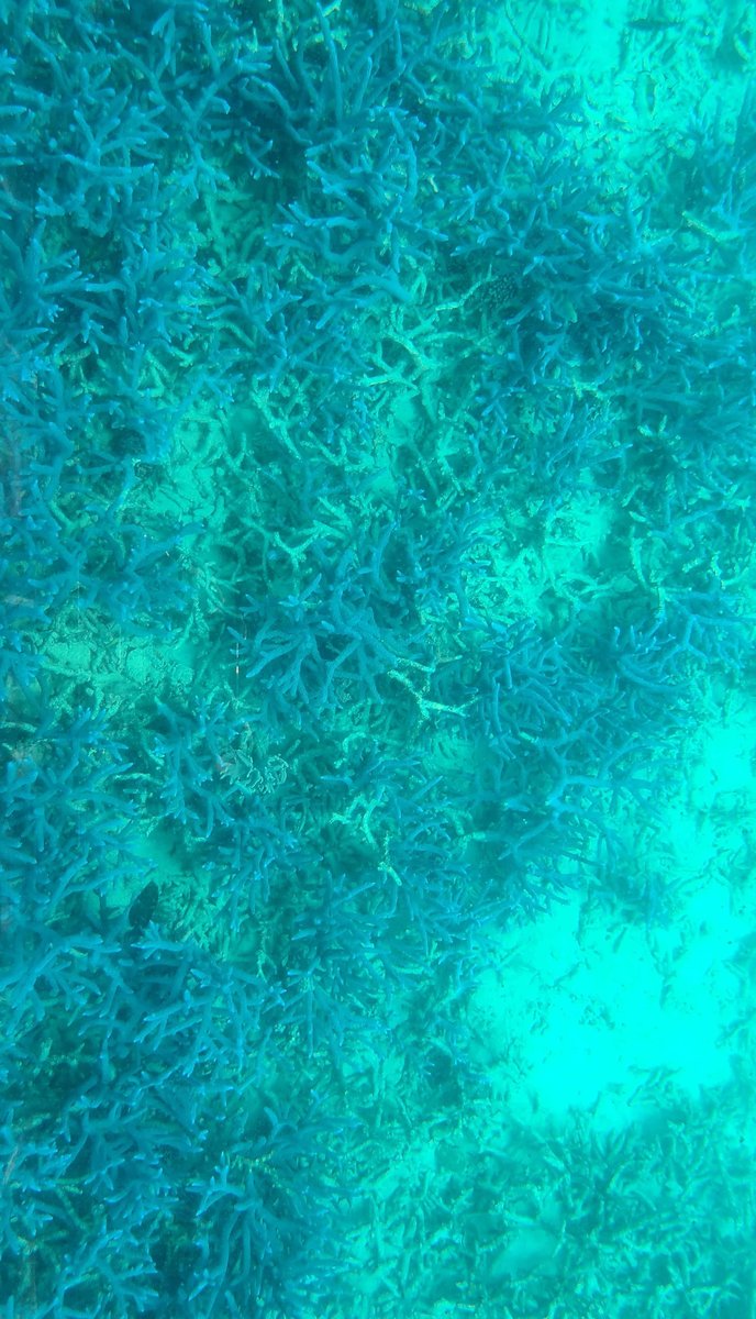 Blue branching coral covering the sea floor, seen through the glass bottom of a boat