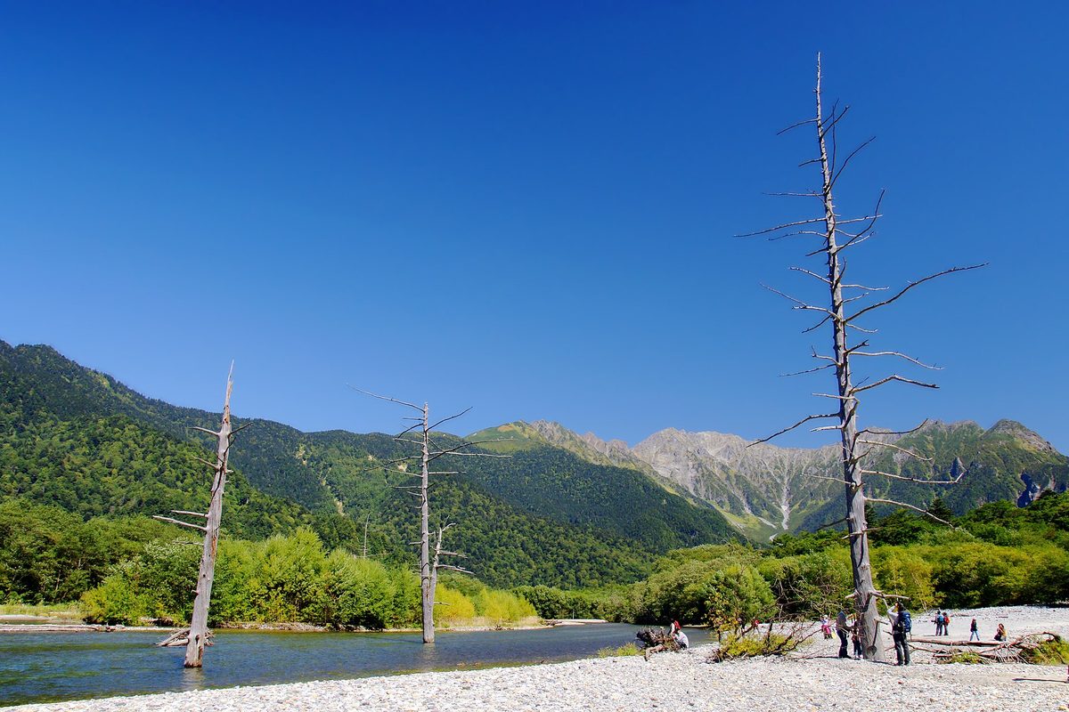 Dead trees standing in Taisho Pond under a blue sky in Kamikochi (Nagano)