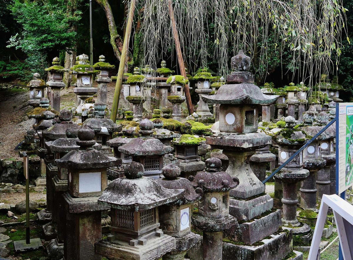 Rows of moss-covered stone lanterns lining a path through the forest at Kasuga Taisha, Nara (Nara)