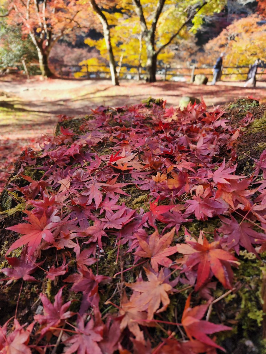 Red maple leaves covering a mossy rock, with red and yellow maple trees and two people walking far away by a wooden fence