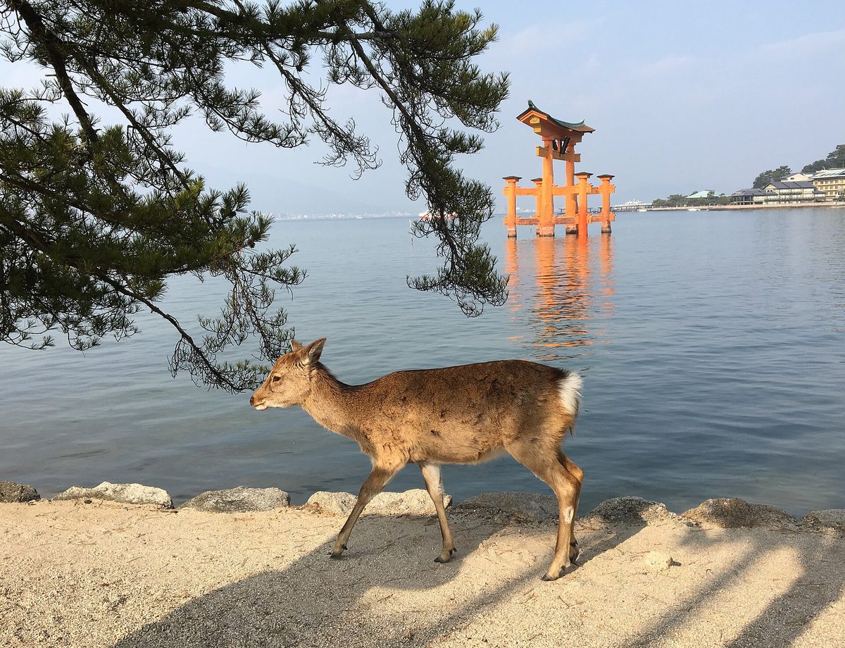 A deer walking along the shore with the red torii gate standing in the sea behind it, Miyajima (Hiroshima)