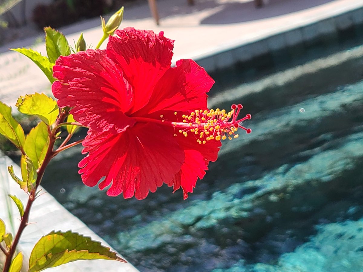 A red hibiscus flower in bright sunshine