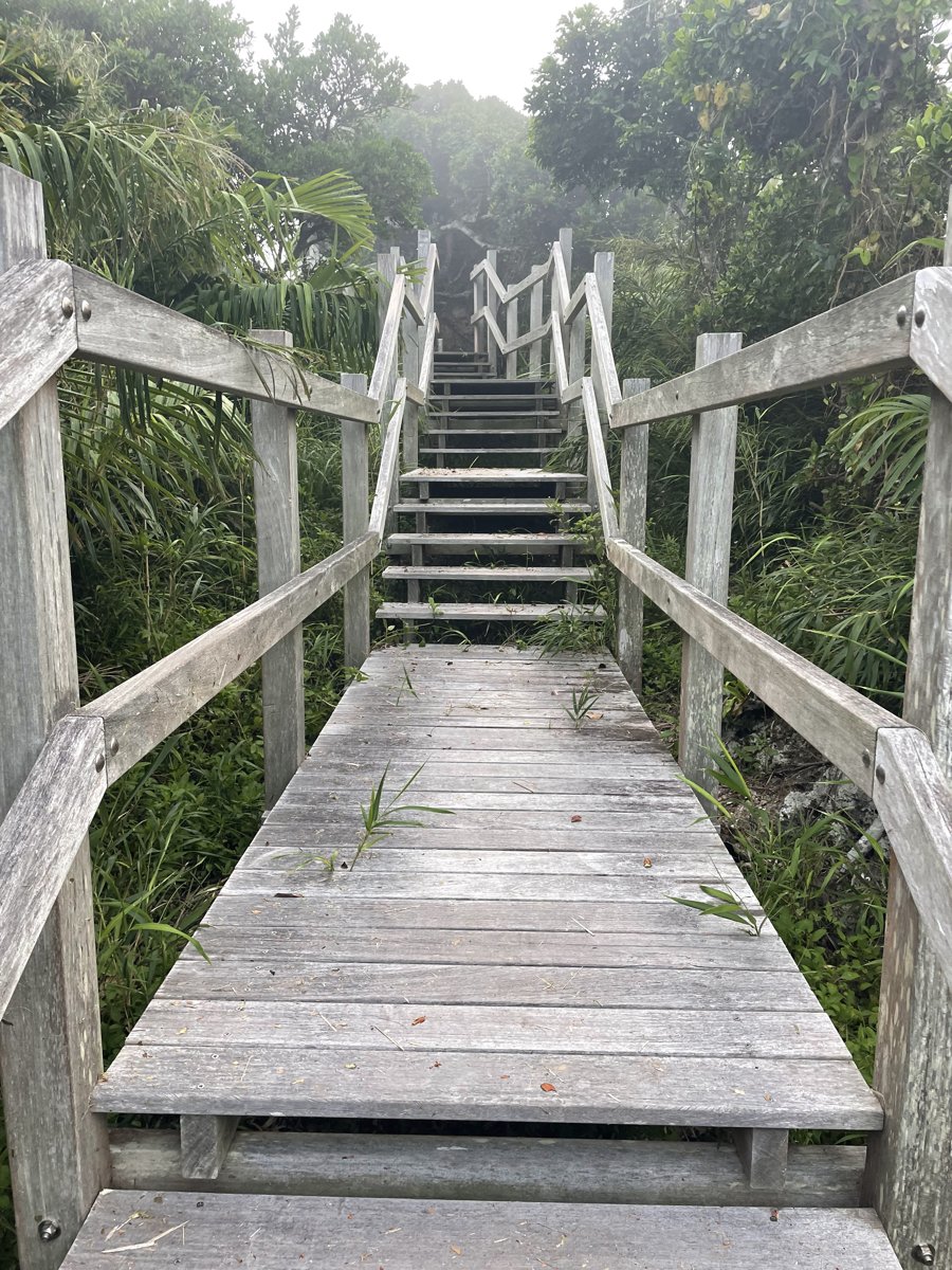 A weathered wooden boardwalk with railings leading to steep wooden steps through green trees