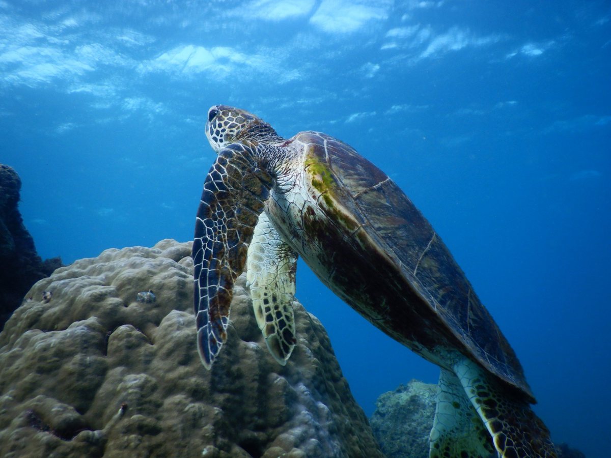 A sea turtle swimming past a coral head in blue water off Miyakojima (Okinawa)