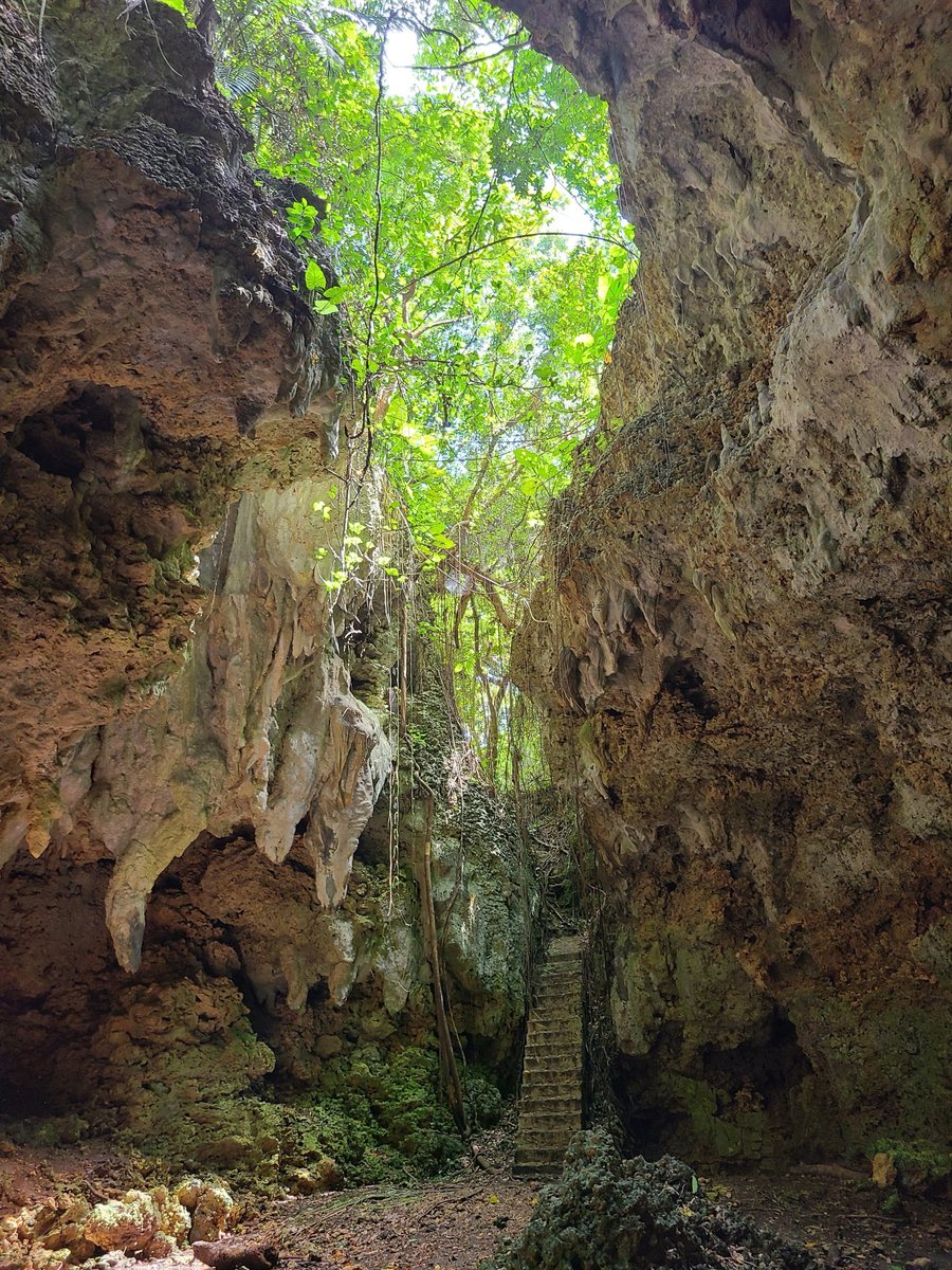 Inside a deep cave: rock walls on both sides, roots hanging from the opening above, and a narrow stone stairway leading up to the trees