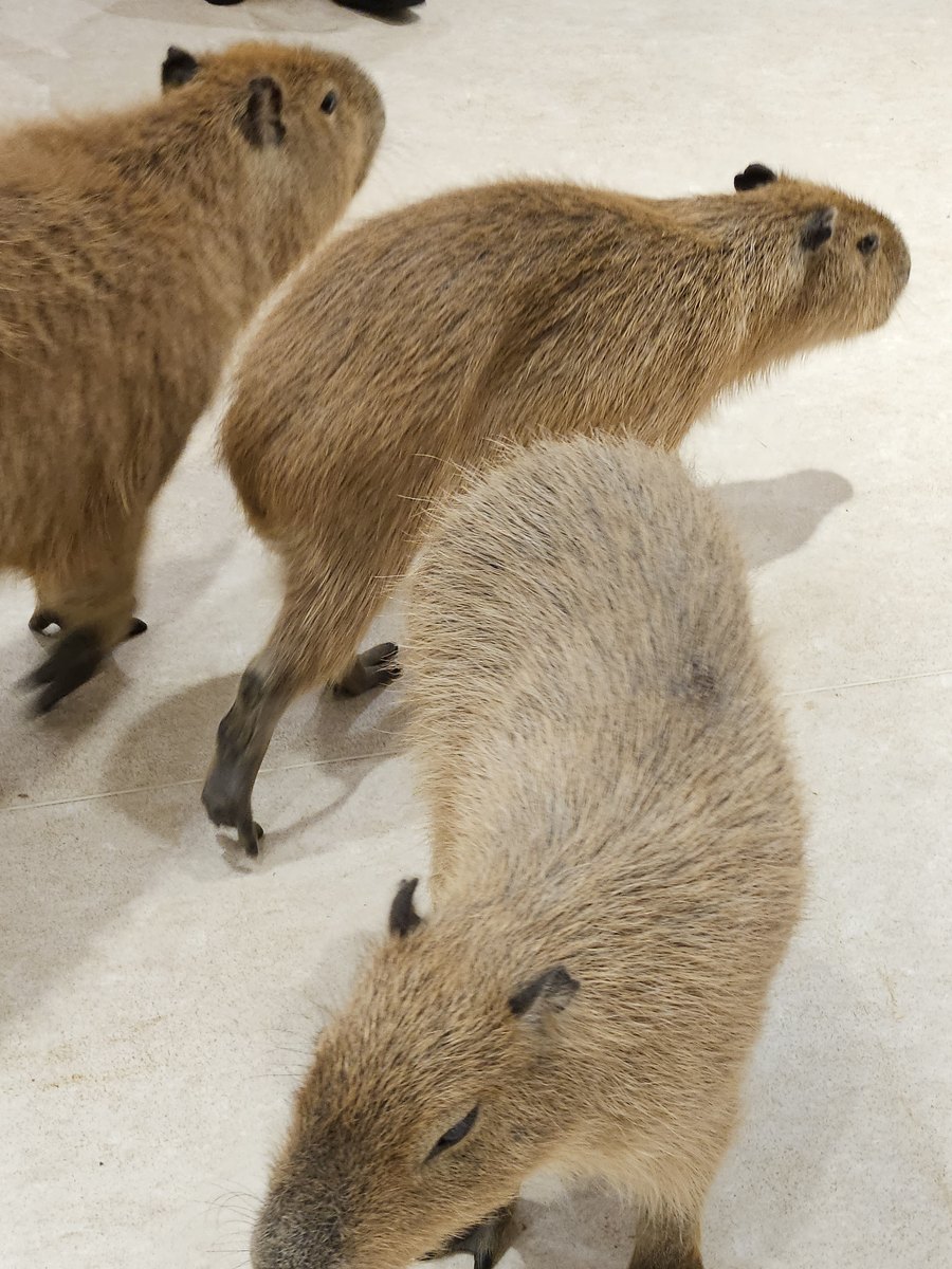 Three capybaras walking on a pale floor indoors