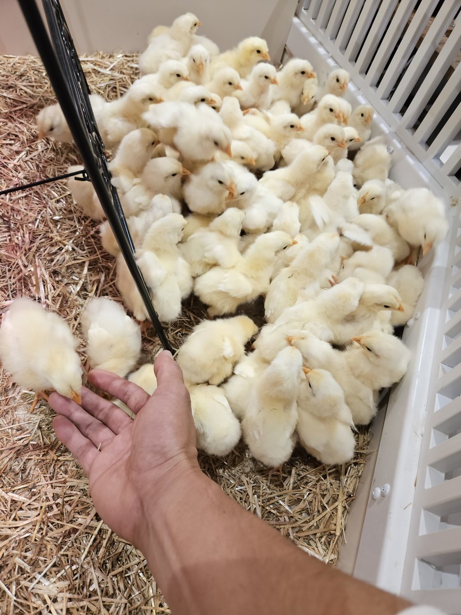 A hand reaching gently toward a crowd of fluffy yellow chicks on straw in a low pen