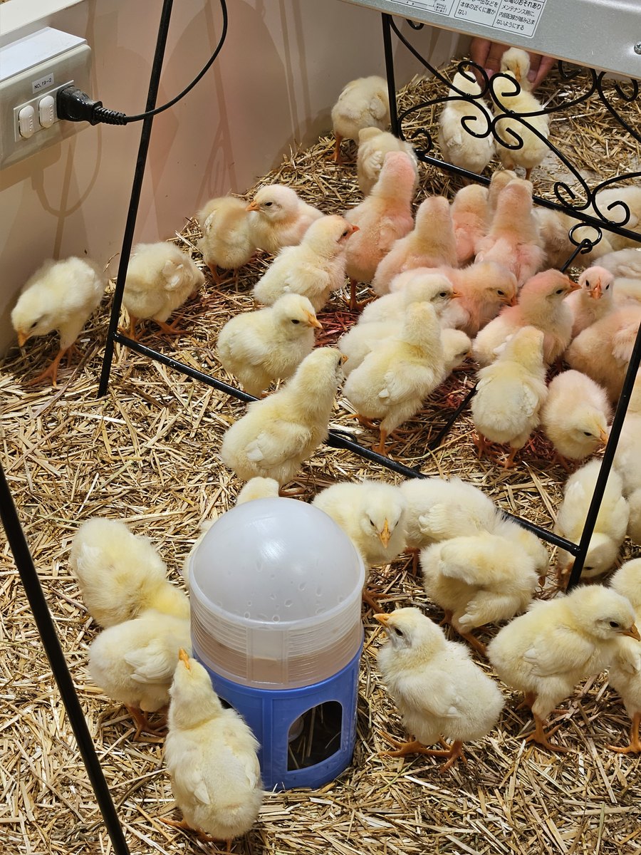Dozens of yellow chicks on straw around a feeder under a warming lamp