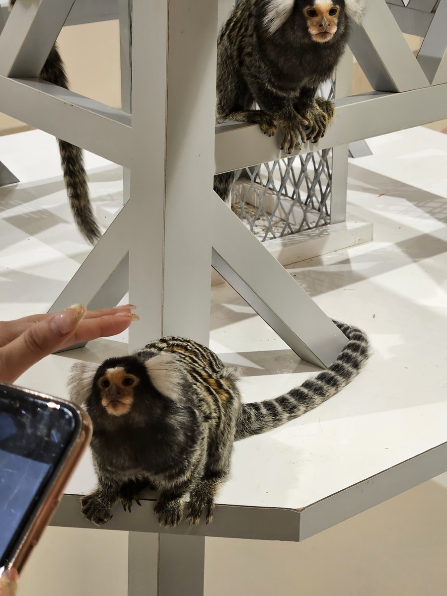 Two small marmosets on a white climbing frame, with a visitor's hand reaching toward one of them