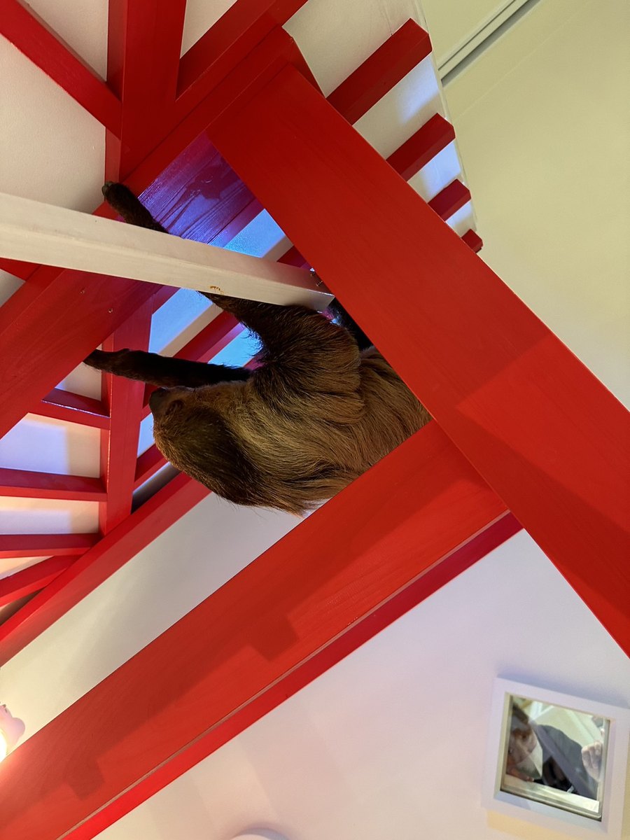 A sloth hanging among red wooden beams above the visitors' area