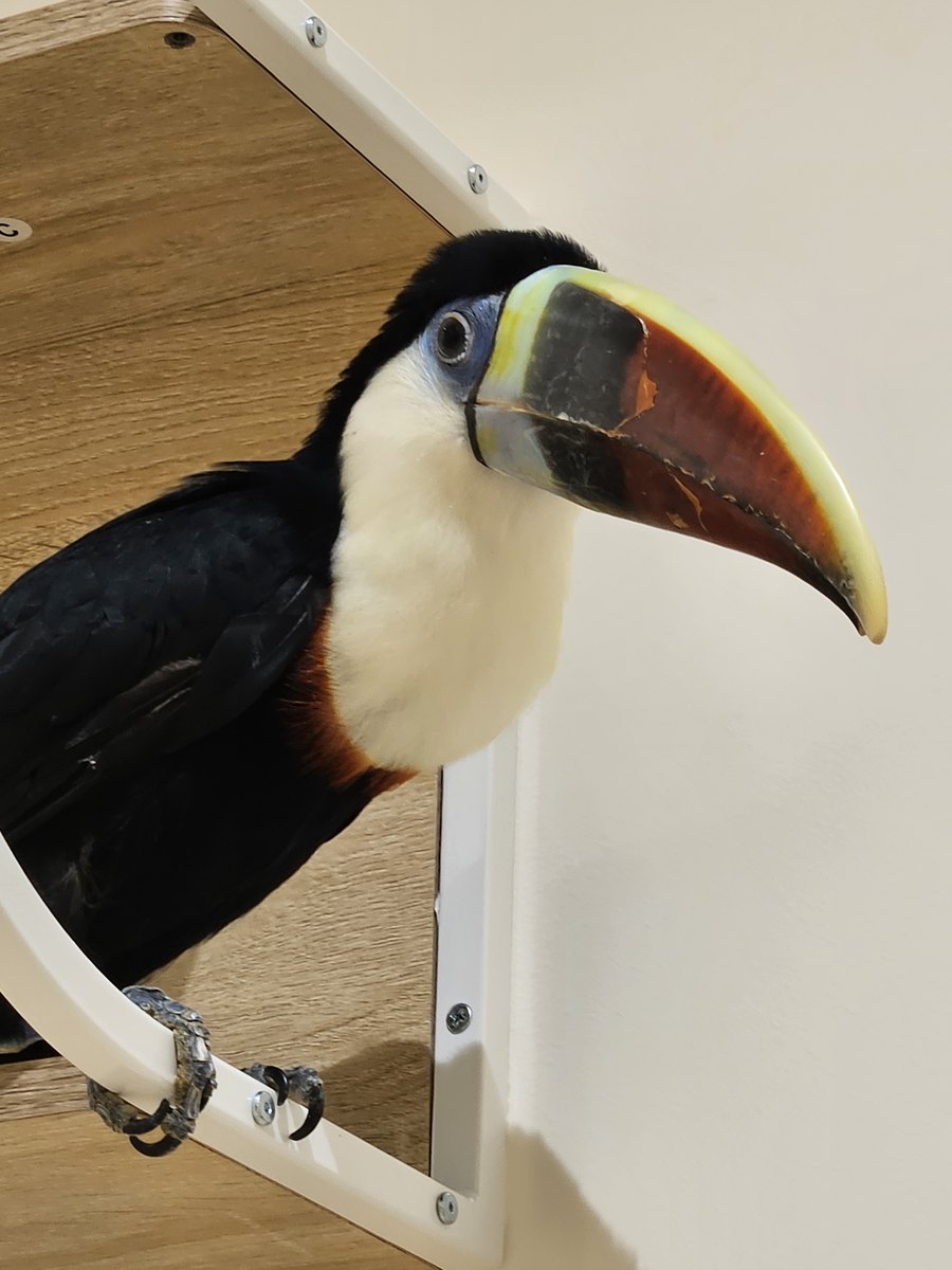 A toucan with a huge orange-and-yellow bill perched on a white frame