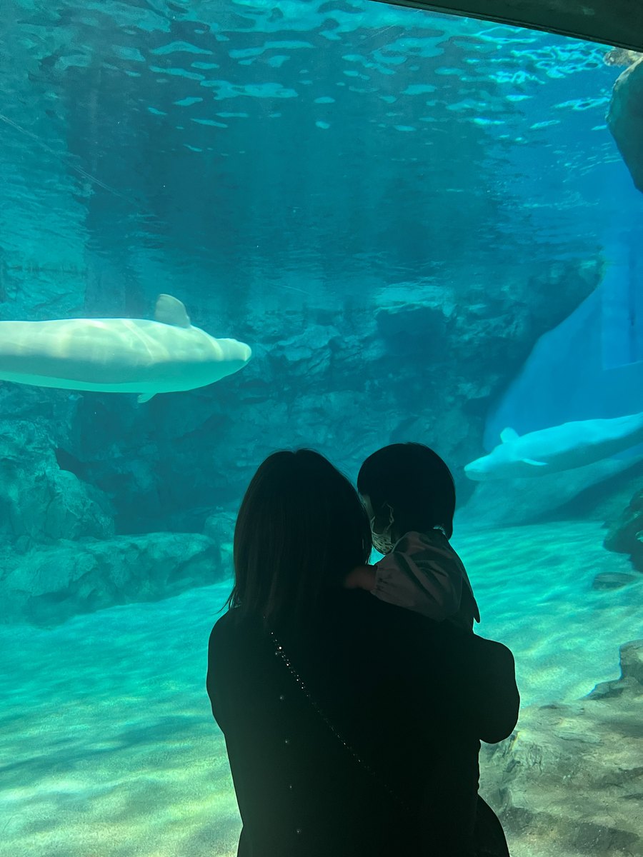 Two white beluga whales swimming in a large blue tank, with an adult holding a child seen in silhouette from behind