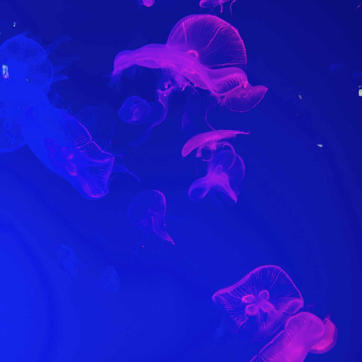 Pale pink jellyfish drifting in a tank lit in deep blue