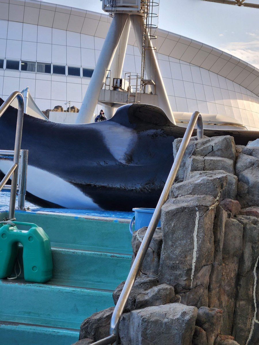 An orca resting on a ledge at the edge of the outdoor main pool, with the stands behind