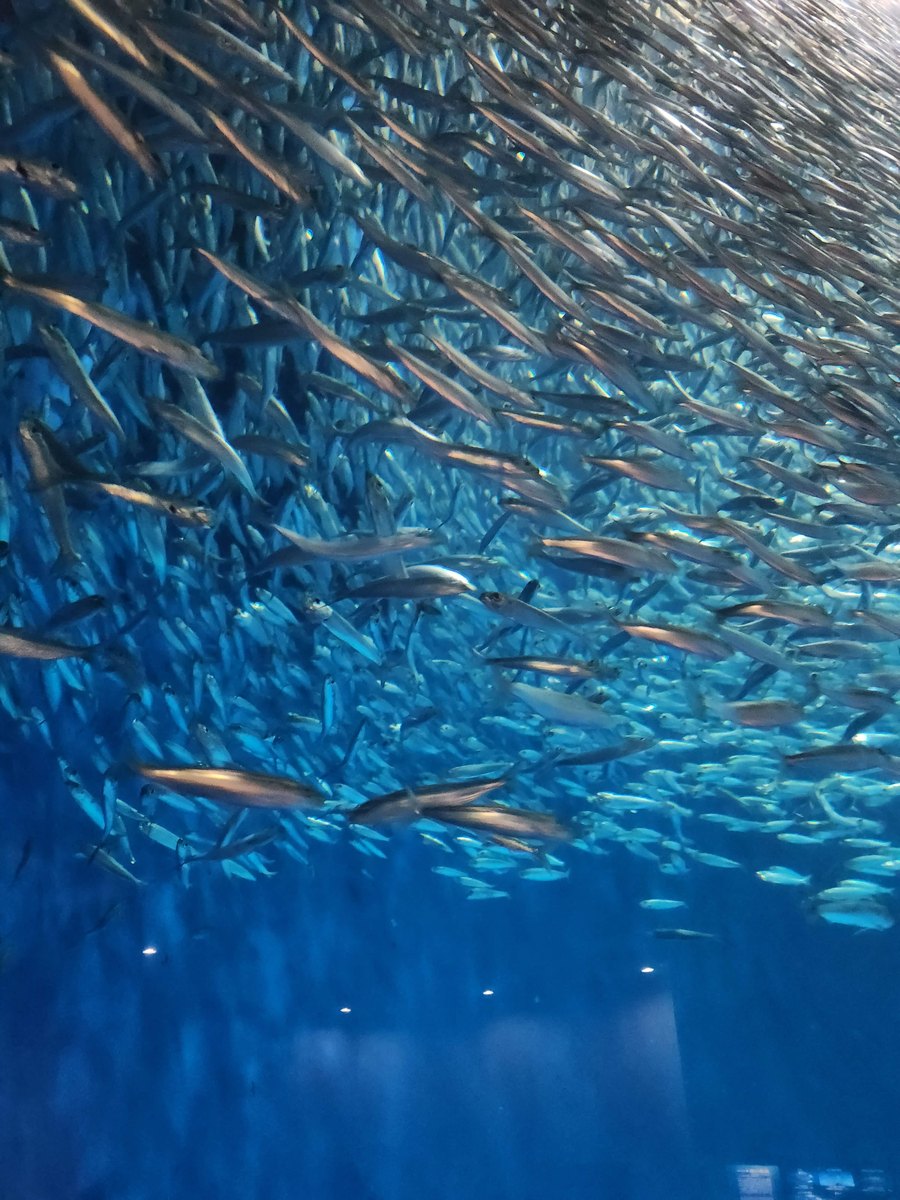 A dense school of silver sardines swirling in deep blue water