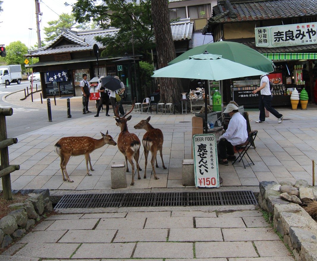 Deer waiting near a deer cracker stand in Nara Park, Nara (Nara)