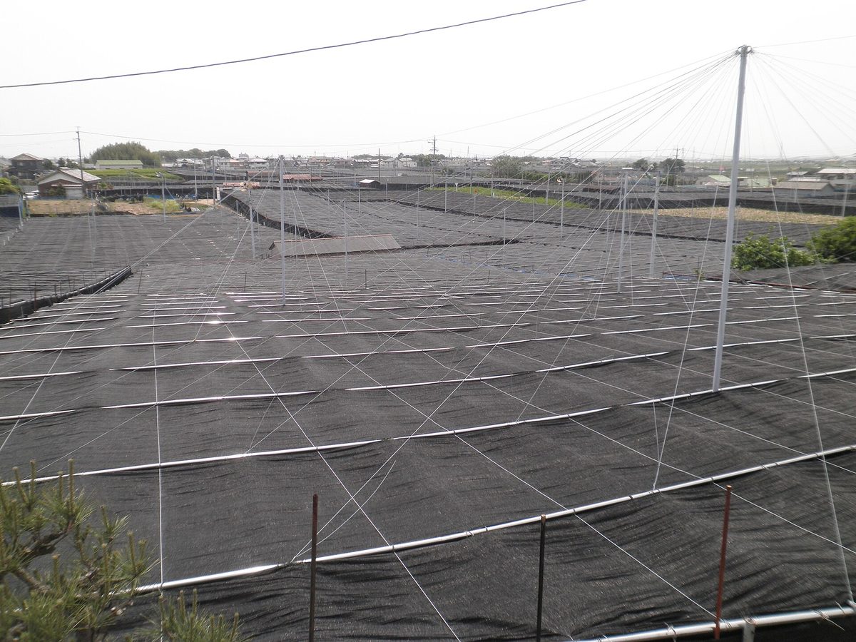 A wide tea field covered with black shade netting on poles under a pale sky