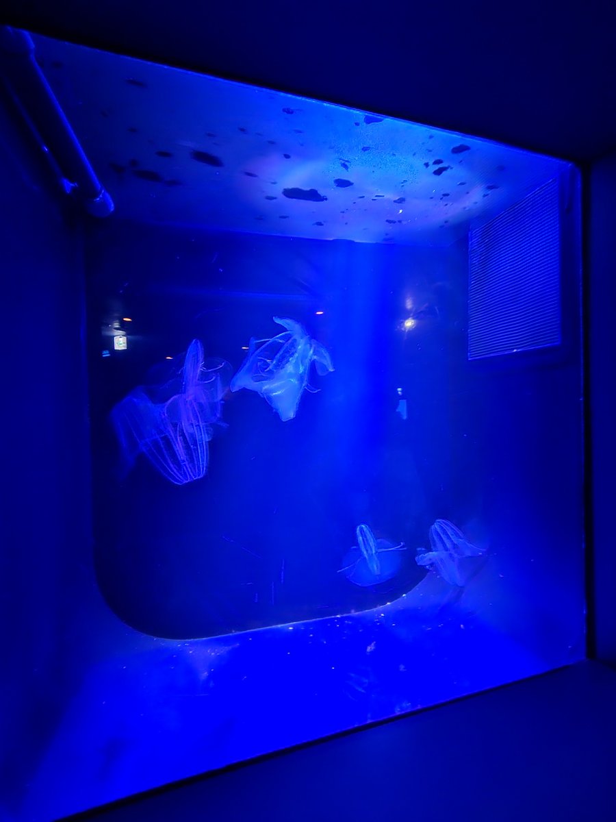 Translucent, jellyfish-like sea creatures drifting in a small tank lit deep blue