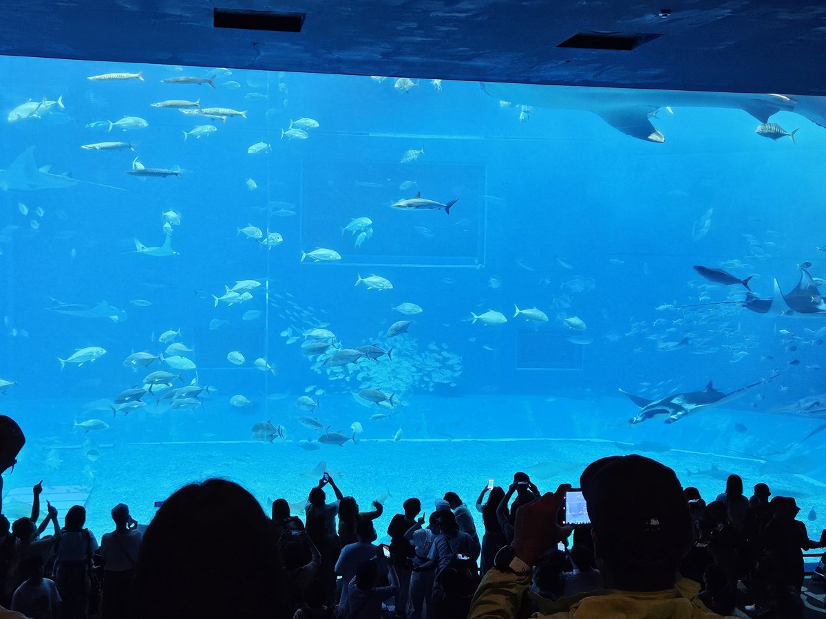 The huge blue Kuroshio Sea tank with manta rays and schools of fish, with visitors seen from behind in front of it
