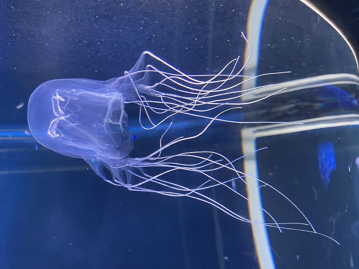 A nearly transparent box jellyfish with long tentacles in an aquarium tank