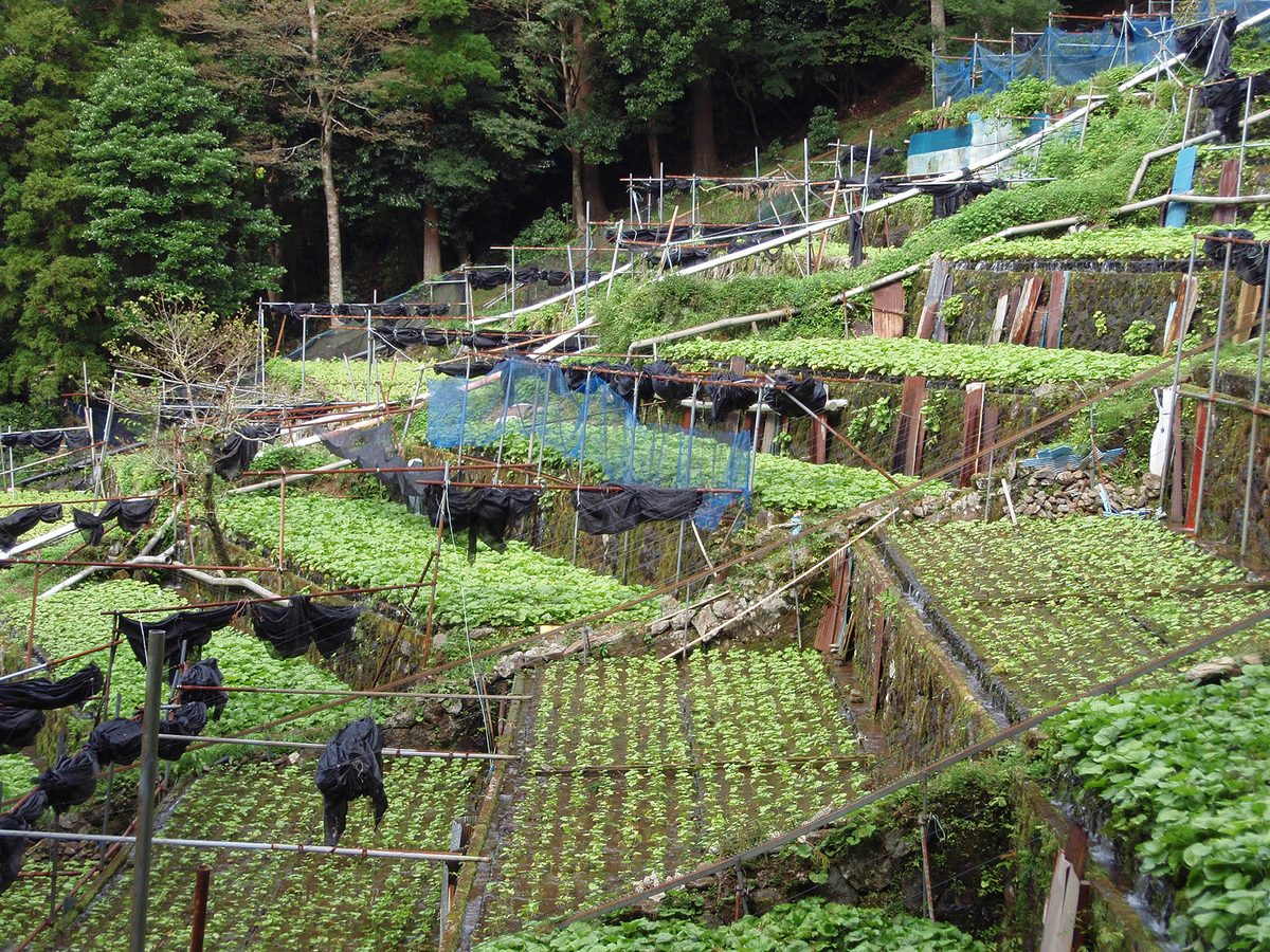 Terraced wasabi fields with stone-lined steps and shading nets in a forested valley in Izu (Shizuoka)