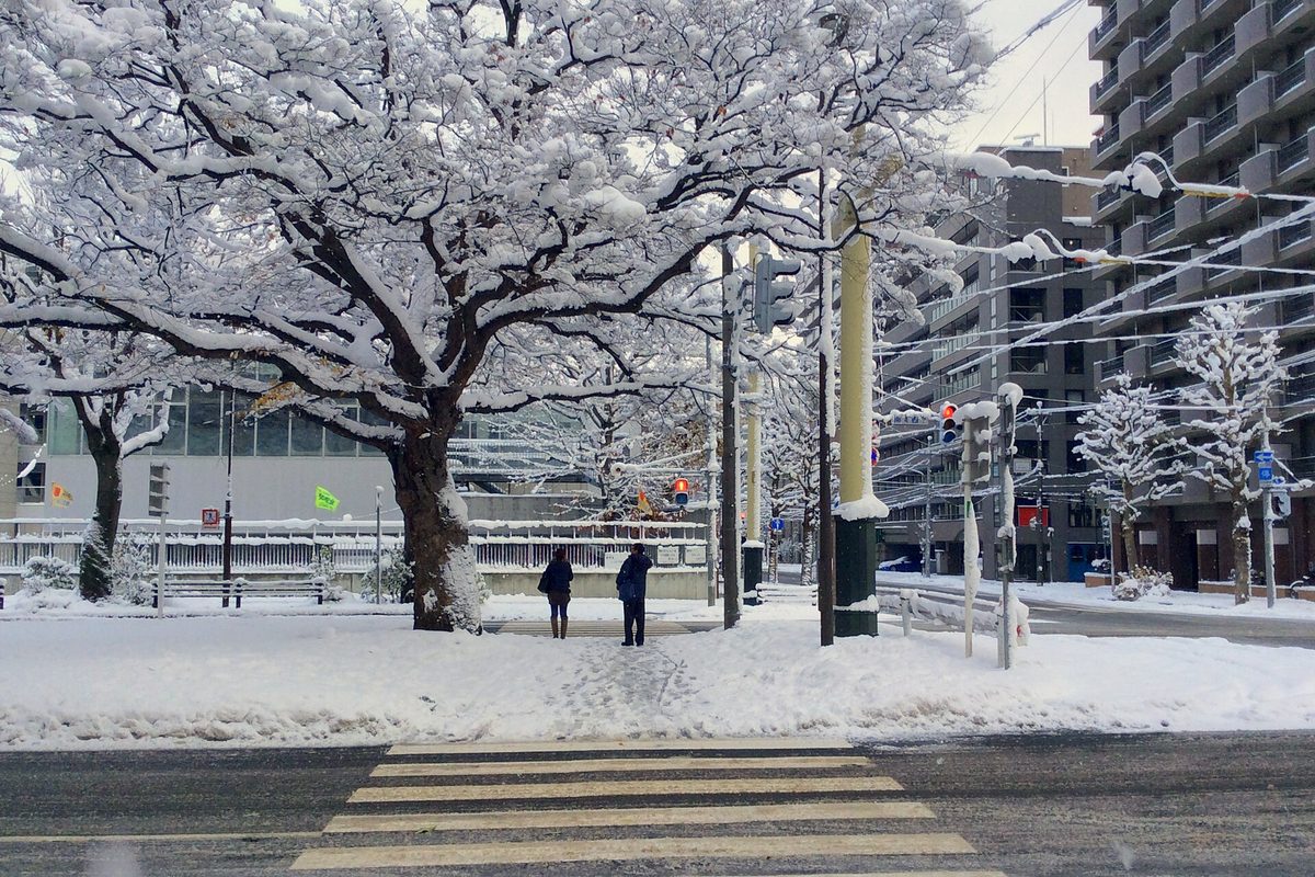 A snow-covered street and crosswalk in Sapporo (Hokkaido), with snowy trees